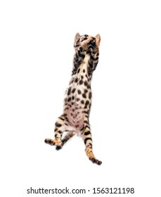 Bengal Cat Jumping High, Isolated On White Background. Purebred