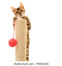 Bengal Cat Kitten Climbing A Scratch Post Isolated On White Background