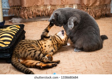 Chat Calin Stock Photos Images Photography Shutterstock