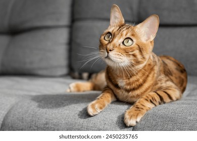A Bengal cat lies on a gray sofa in the living room. Cat in the interior. - Powered by Shutterstock