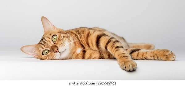 Bengal cat lies on a white background. Red cat isolated. Cat for food advertising.
