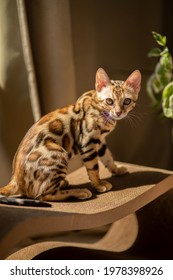 Bengal cat lies and plays in the sun, in the bright room there is a beautiful interior, tiger cat.