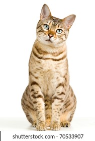 Bengal cat in light brown and cream looking with pleading stare at the viewer with space for advertizing and text - Shutterstock ID 70533907
