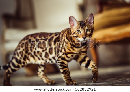 Bengal cat like a leopard sneaks