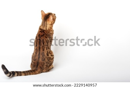 Bengal cat looks closely. Domestic cat isolated on white background. View from the back.