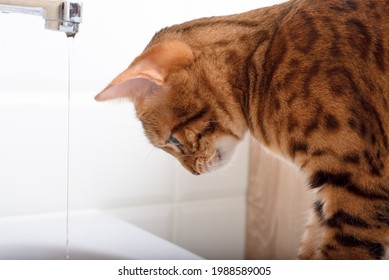 Bengal Cat Looks At A Stream Of Water Pouring From The Tap, Side View