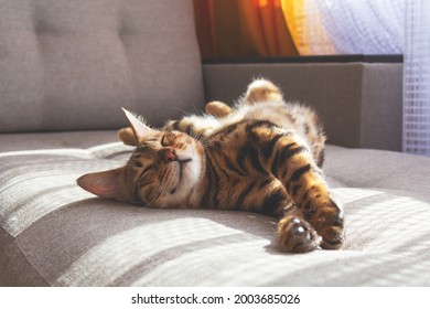 Bengal cat lying on sofa and smiling.