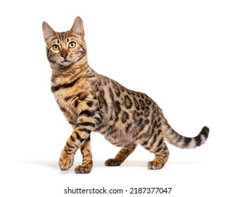 Bengal Cat Marking The Stop And Looking Away, Isolated On White