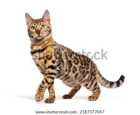 Bengal cat marking the stop and looking away, isolated on white