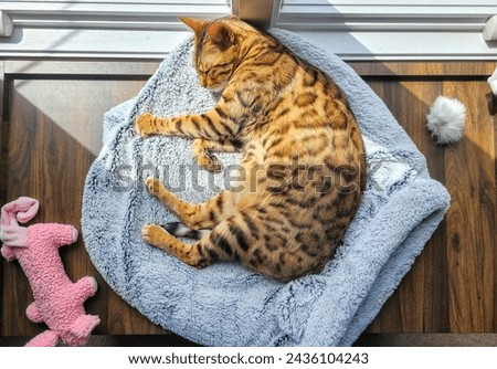 Bengal Cat Napping on Grey Blanket with Plush Toys in Sunlit Room