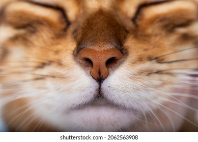 Bengal Cat Nose, Mouth And Whiskers Close Up, Selective Focus, Facade