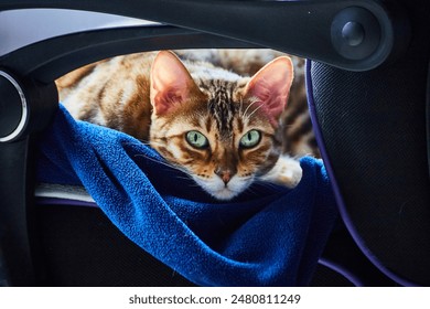 Bengal Cat on Blue Blanket in Home Office, Eye-Level View - Powered by Shutterstock