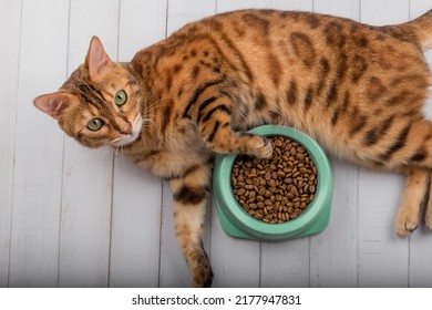 Bengal Cat On The Floor Next To Cat Food. View From Above.