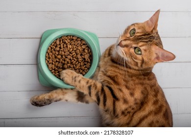 Bengal Cat On The Floor Next To Cat Food. View From Above.