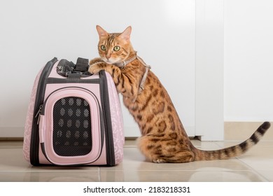 Bengal cat on a leash next to a carrying bag, waiting for a walk. - Shutterstock ID 2183218331