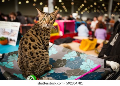 Bengal Cat On A Cat Show