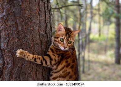 102,776 Bengal cats Images, Stock Photos & Vectors | Shutterstock