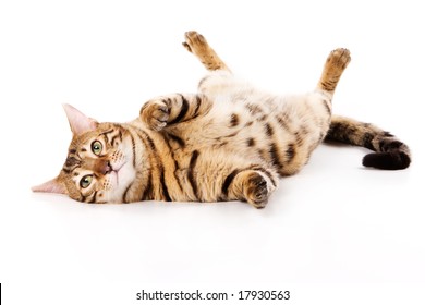 Bengal Cat On White Background