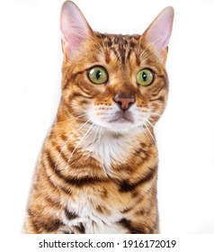 Bengal Cat On A White Background, Fluffy Orange, Black Striped, Pet, Big Beautiful Cat, Close-up Shot.
