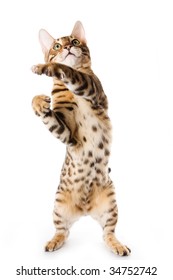 Bengal Cat On White Background