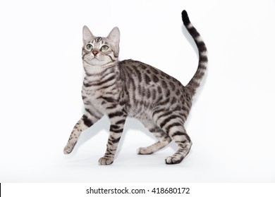 Bengal Cat On White Background