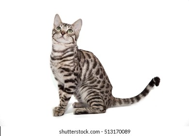 Bengal Cat On White Background