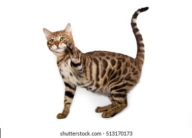 Bengal Cat On White Background