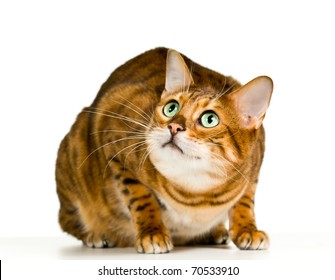 2,817 Cat about pounce Images, Stock Photos & Vectors | Shutterstock