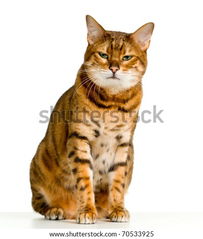Bengal cat in orange and brown stripes like a tiger looking with angry stare at the viewer with space for advertizing and text