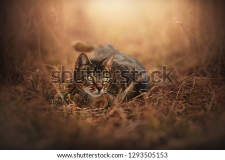 Similar – A shady resting place, cat in the grass