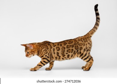 Bengal Cat Playful Walking On White Background 