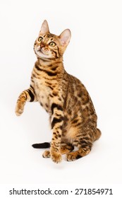 Bengal Cat Playing