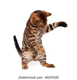 Bengal Cat Playing