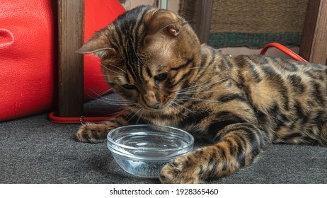 Bengal Cat Playing With Water In The Bowl.