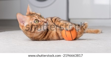 Bengal cat plays with a ball on the floor. Playing cat.