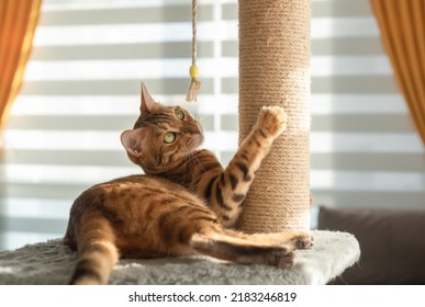 Bengal cat plays with a scratching post in the living room. Natural lighting.