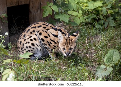 Bengal Cat (prionailurus Bengalensis)