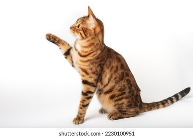 Bengal cat with raised paw isolated. Domestic cat on a white background.