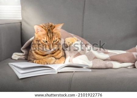 Bengal cat reads a book in a room lit by sunlight.