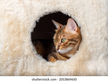 Bengal cat resting in a cat house close-up. - Shutterstock ID 2053869650