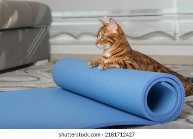 Bengal Cat Rolls Up A Blue Yoga Mat After A Workout.