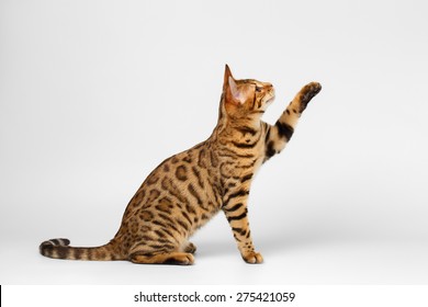 Bengal Cat Sits And Raising Up Paw On White Background 