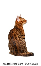 Bengal Cat Sitting Back On White Background