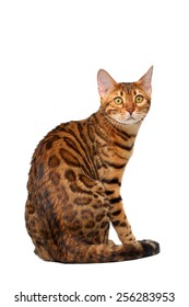 Bengal Cat Sitting Back And Turned On White Background