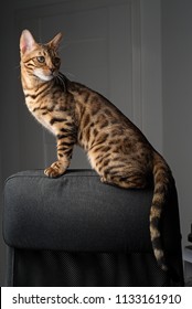 Bengal Cat Sitting On The Back Of An Office Chair