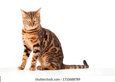 Chat Du Bengale High Res Stock Images Shutterstock