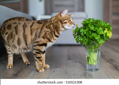 Bengal Cat Smelling And Eating Green Grass Or Plant In House.