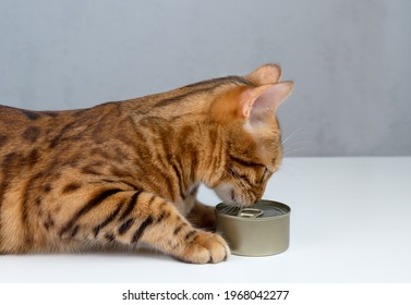 Bengal Cat Sniffing Food In A Tin Can, Side View