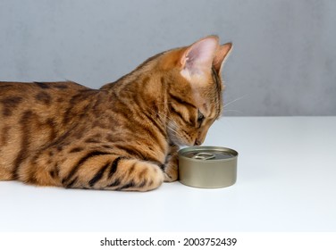 Bengal Cat Sniffing Food In A Tin Can, Side View