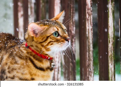 Bengal Cat In The Snow (Felis Catus - Prionailurus Bengalensis)